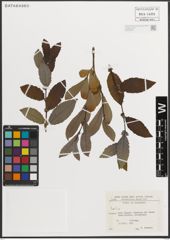 Foto von Salix L.